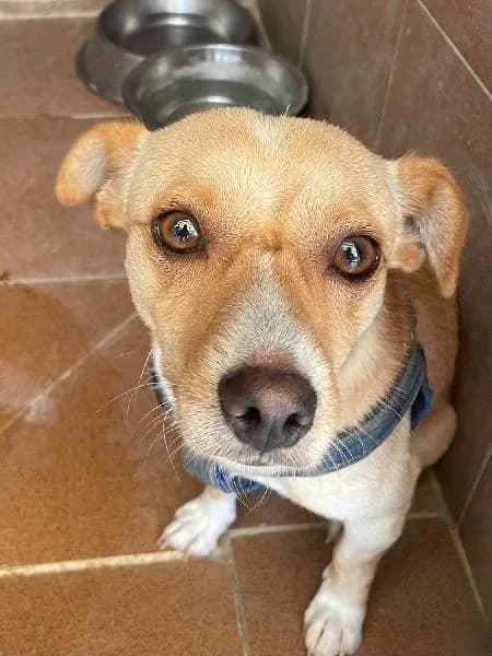 Miko-Interesada, male 4yo Pointer for adoption at Protectora Animales La Nucia, La Nucia