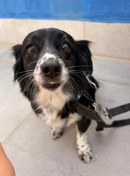 Muffina, female senior Pointer for adoption at Protectora Animales La Nucia, La Nucia