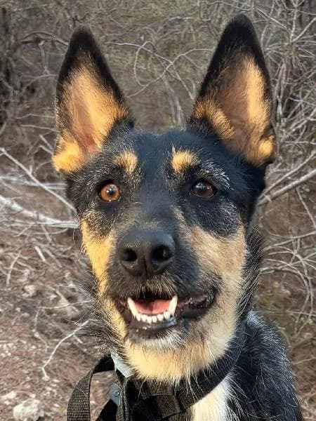 Ariel, female 4yo Mixed Breed for adoption at Protectora Animales La Nucia, La Nucia
