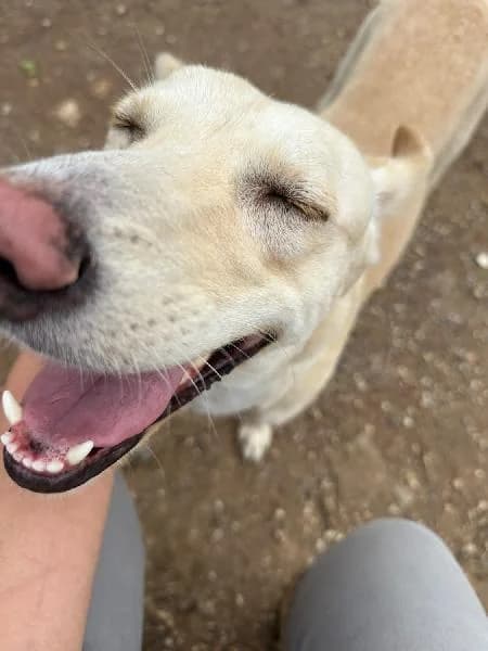 Dunia, female 4yo Mixed Breed for adoption at Protectora Animales La Nucia, La Nucia