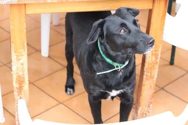 Ney, male senior Pointer for adoption at Protectora Animales La Nucia, La Nucia