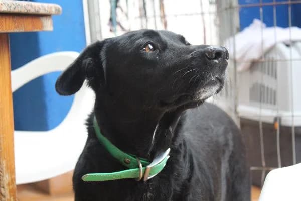 Ney, male senior Pointer for adoption at Protectora Animales La Nucia, La Nucia
