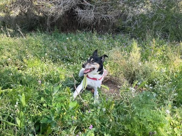 Benito, male 4yo Pointer for adoption at Protectora Animales La Nucia, La Nucia