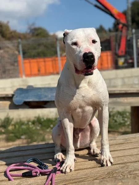 Olaf, male senior Pointer for adoption at Protectora Animales La Nucia, La Nucia