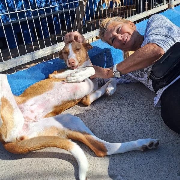 Mirinda, female 4yo Pointer for adoption at Protectora Animales La Nucia, La Nucia