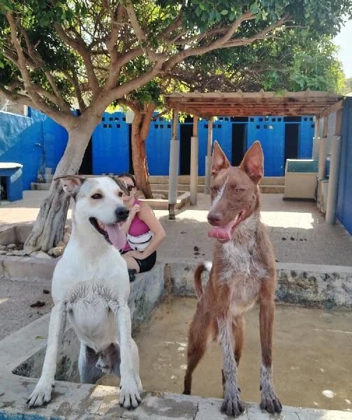 Gabriela, female senior Pointer for adoption at Protectora Animales La Nucia, La Nucia