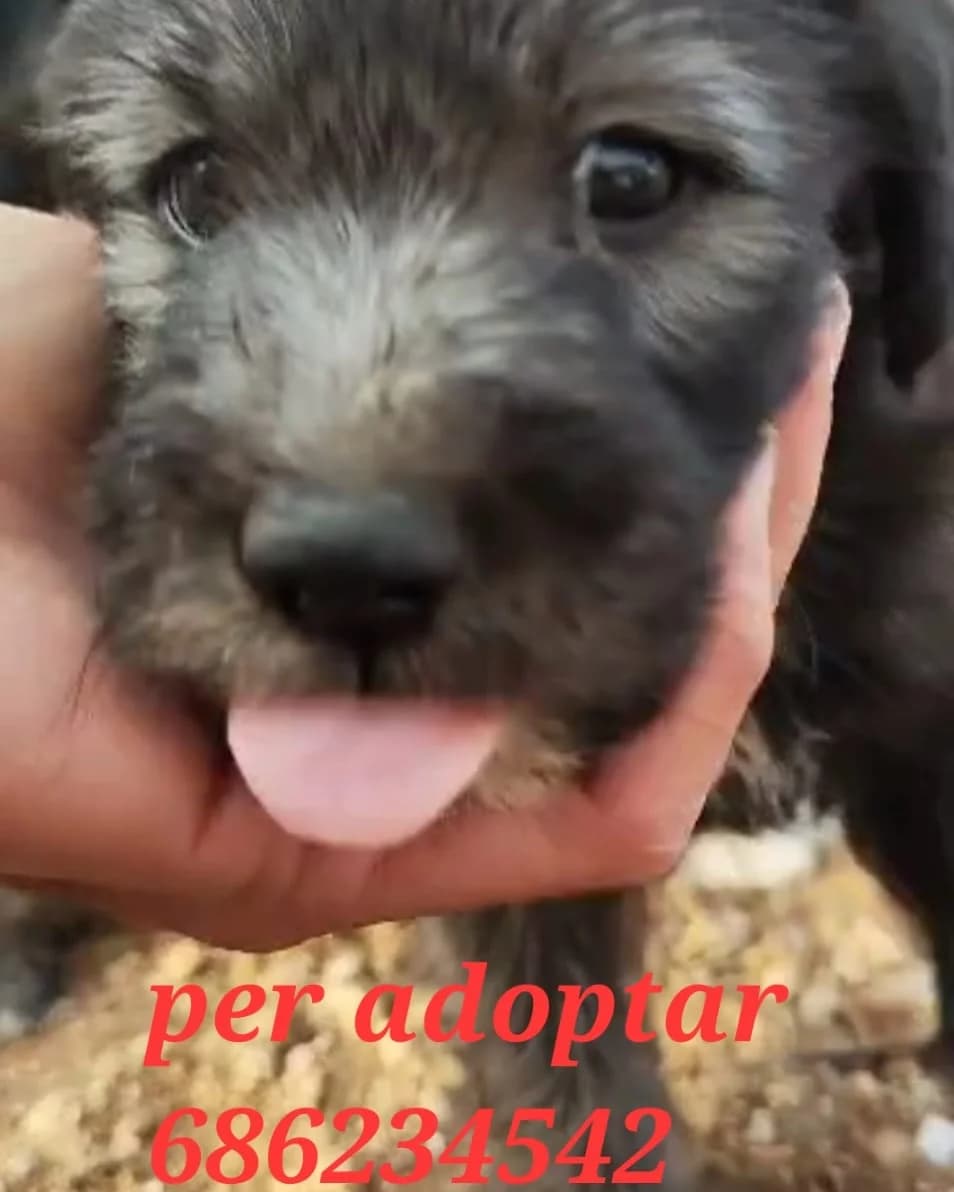 PARA ADOPTAR, Mixed Breed for adoption at Protectora Lydia Argilés