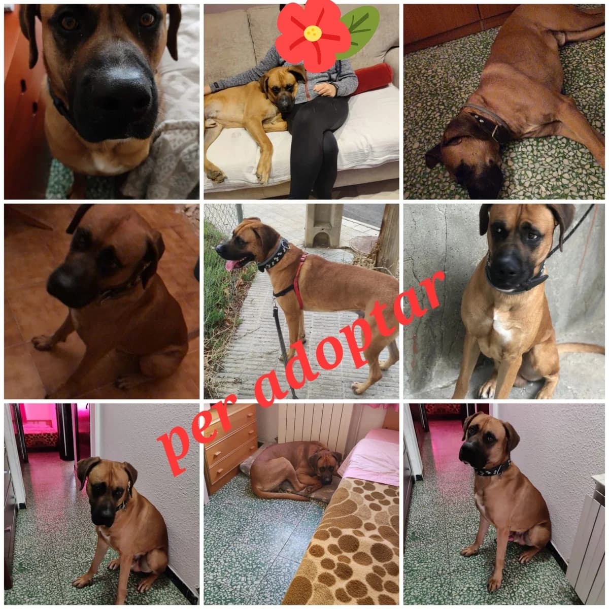 PARA ADOPTAR, mixed breed for adoption at Protectora Lydia Argilés