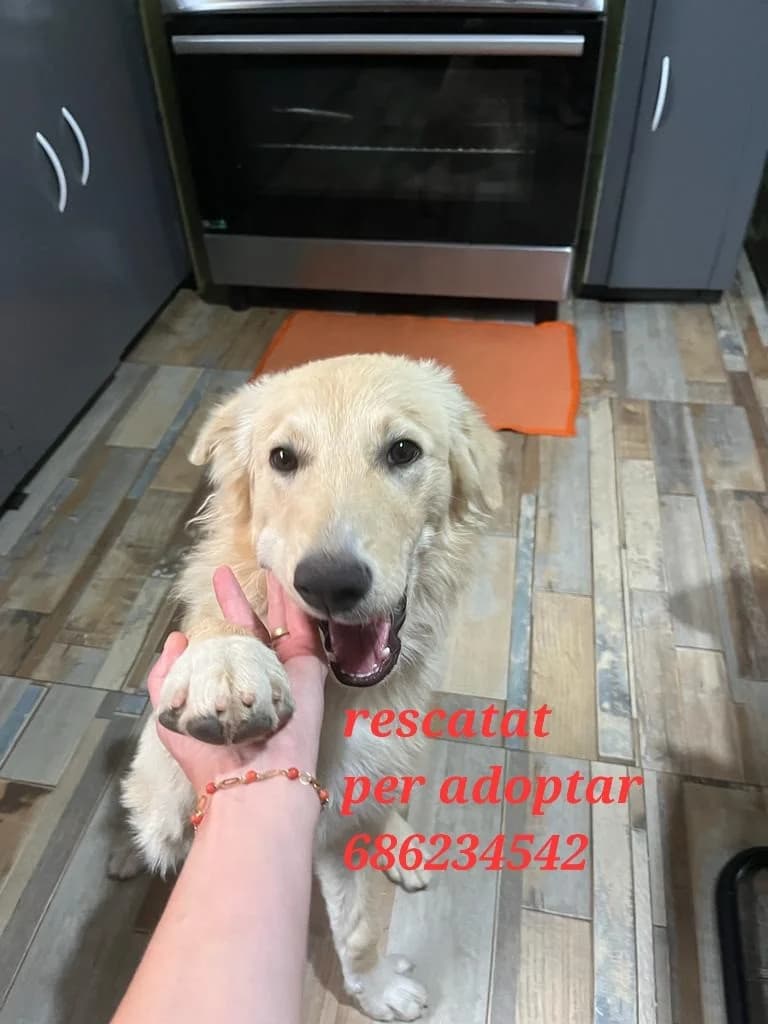 PARA ADOPTAR, Golden Retriever for adoption at Protectora Lydia Argilés