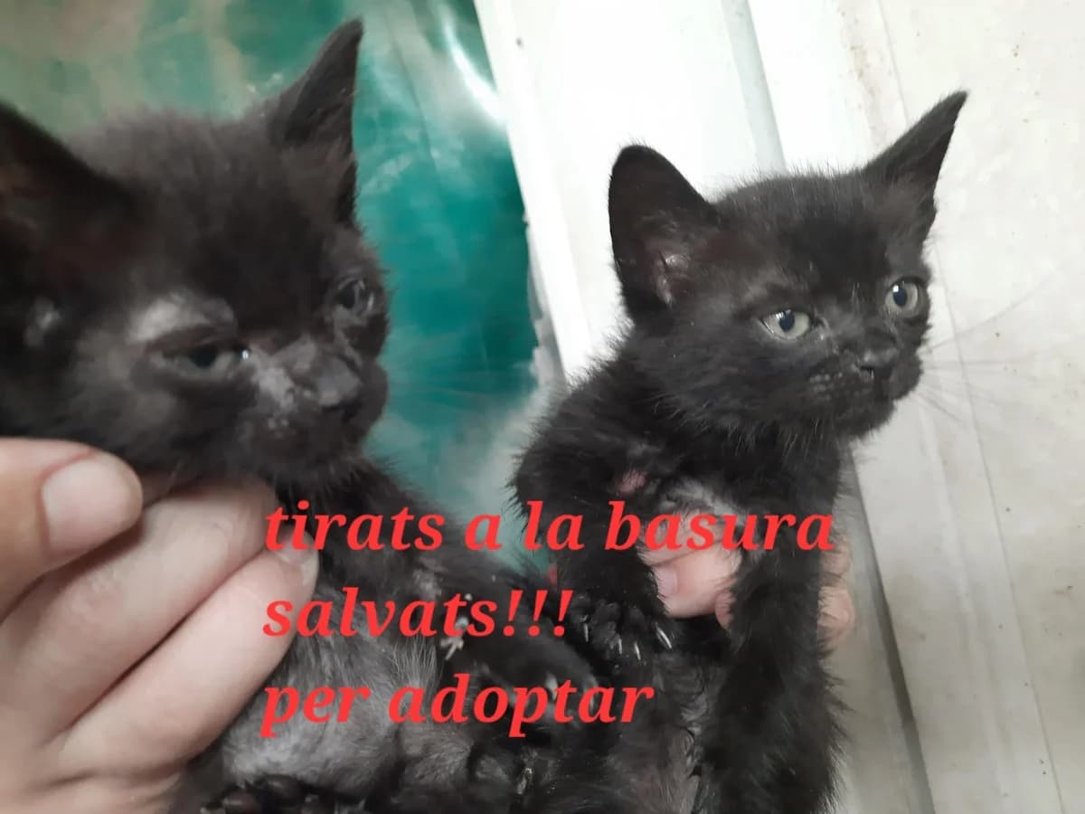 SALVADOS!!!, female Mixed Breed for adoption at Protectora Lydia Argilés