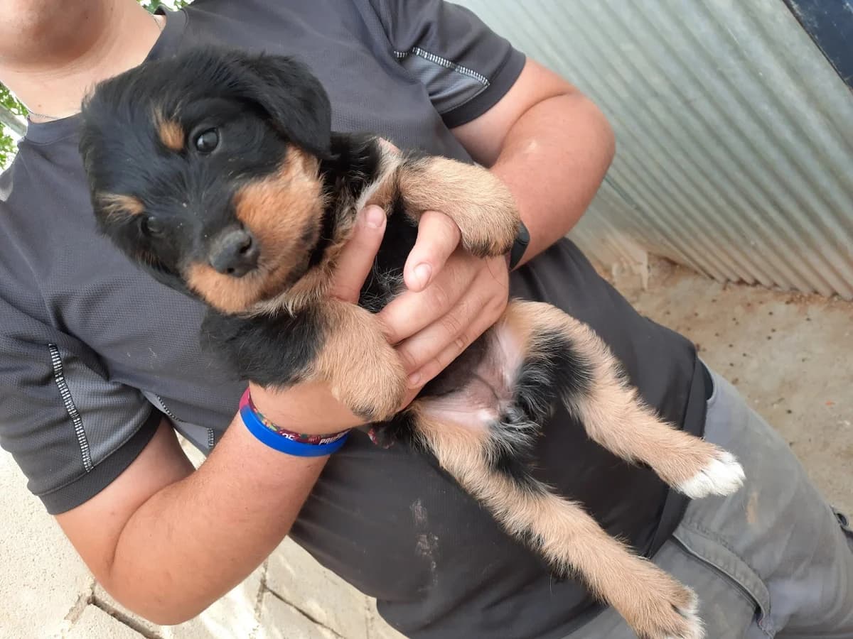 BUSCAMOS UN HOGAR PARA ESTA LINDA PERRITA, Mixed Breed for adoption at Protectora Lydia Argilés
