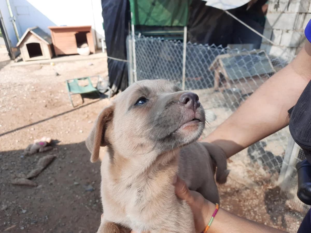 OTRO RESCATE DE BEBES, female Mixed Breed for adoption at Protectora Lydia Argilés