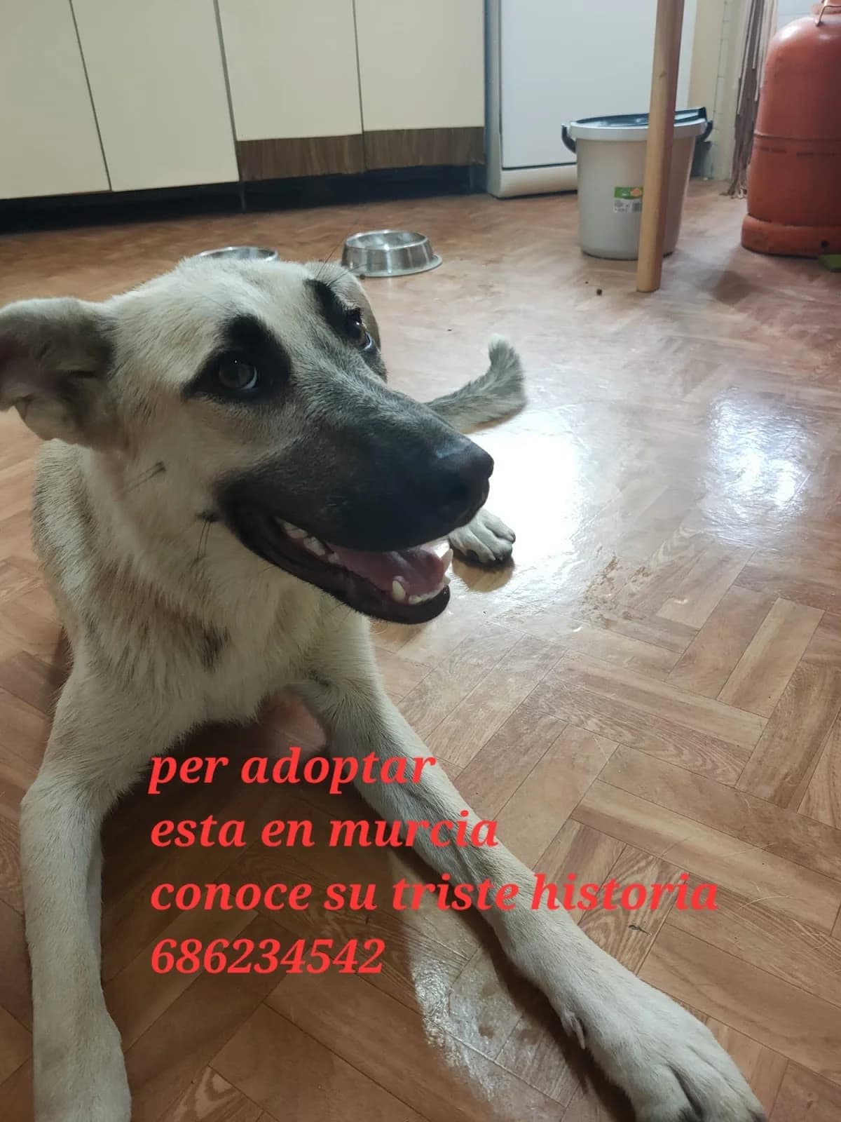 , ESTA EN MURCIA, female Mixed Breed for adoption at Protectora Lydia Argilés