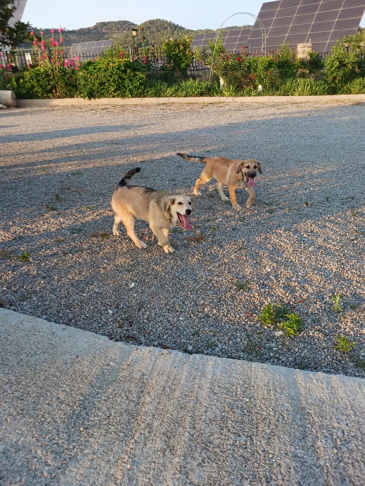 PARA ADOPTAR, Mixed Breed for adoption at Protectora Lydia Argilés
