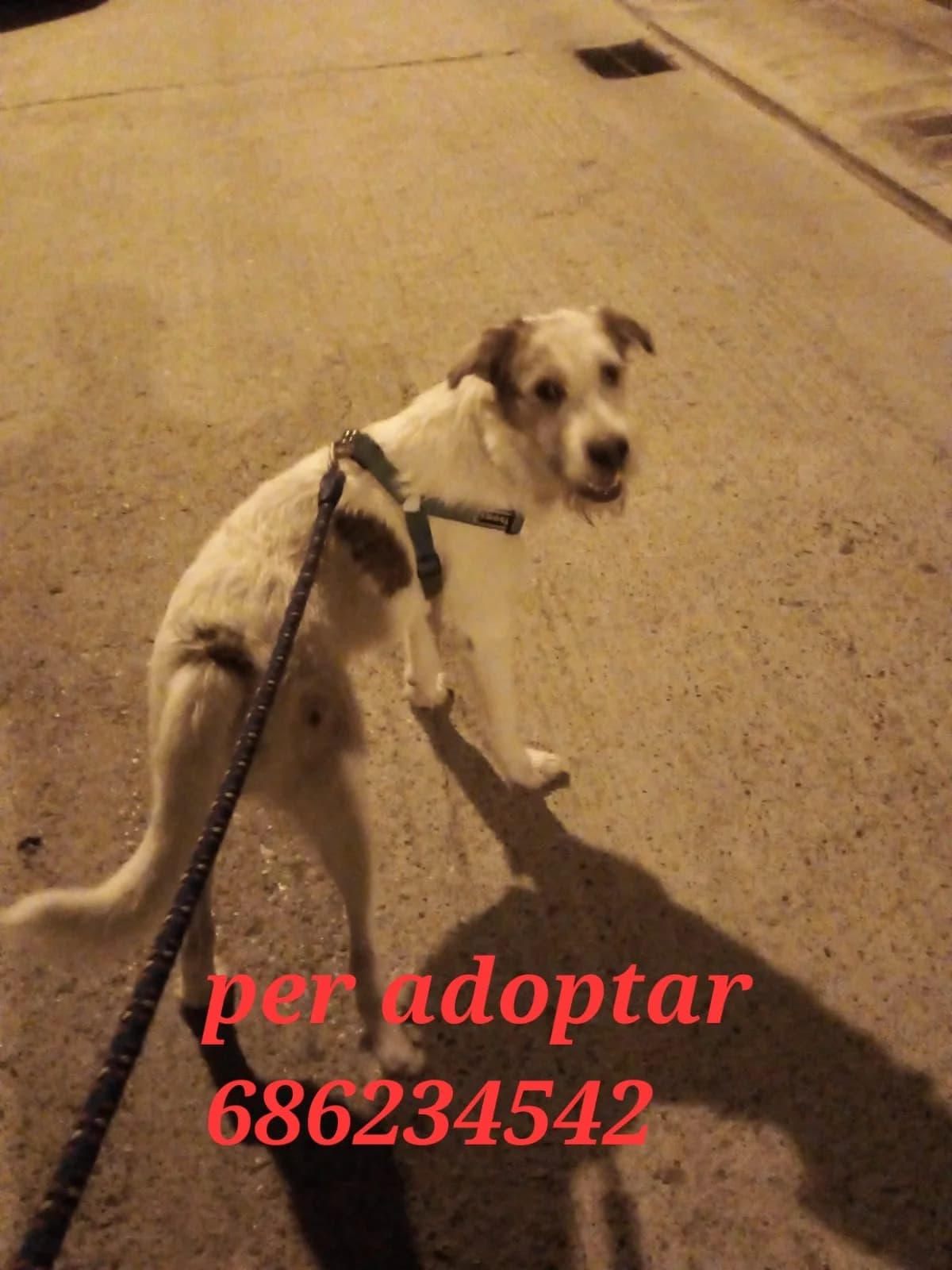 ....., male Mixed Breed for adoption at Protectora Lydia Argilés