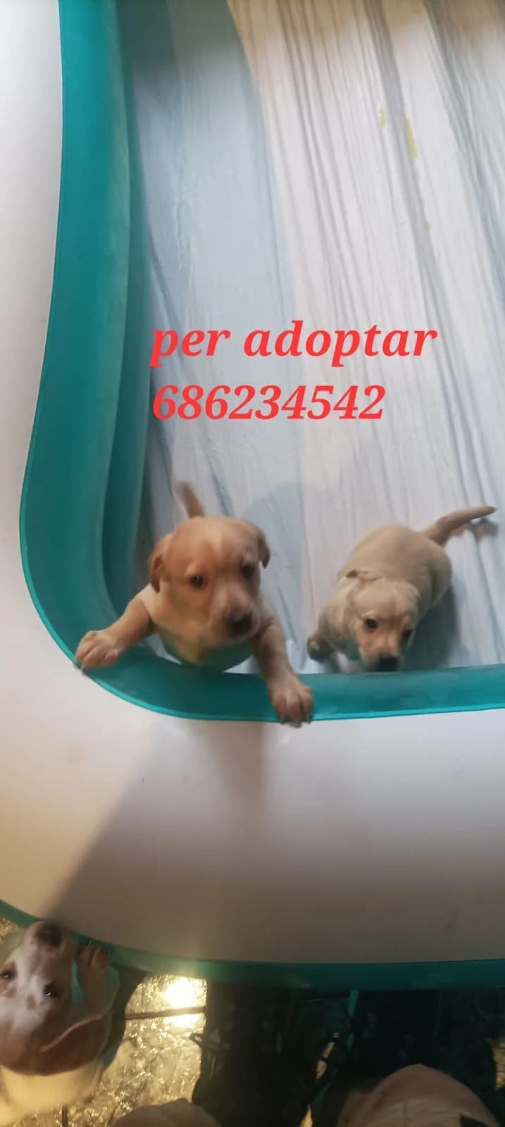 ....., Mixed Breed for adoption at Protectora Lydia Argilés