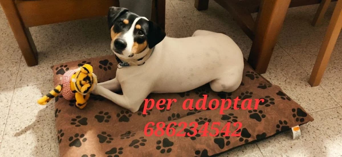 PARA ADOPTAR, young Mixed Breed for adoption at Protectora Lydia Argilés