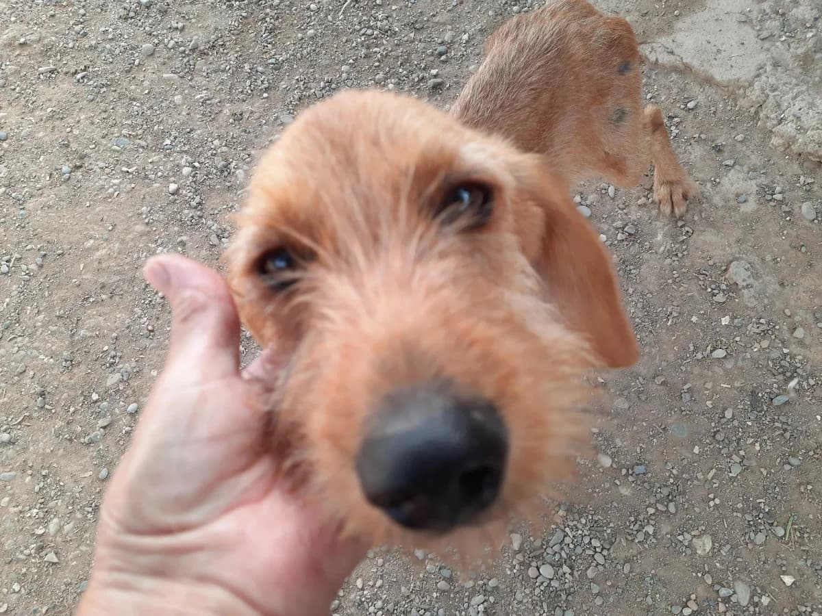 PRINCESA, QUE TE HA OCURRIDO?, female Mixed Breed for adoption at Protectora Lydia Argilés