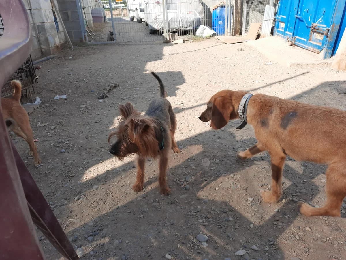 RESCATADO EN LLEIDA, female Mixed Breed for adoption at Protectora Lydia Argilés