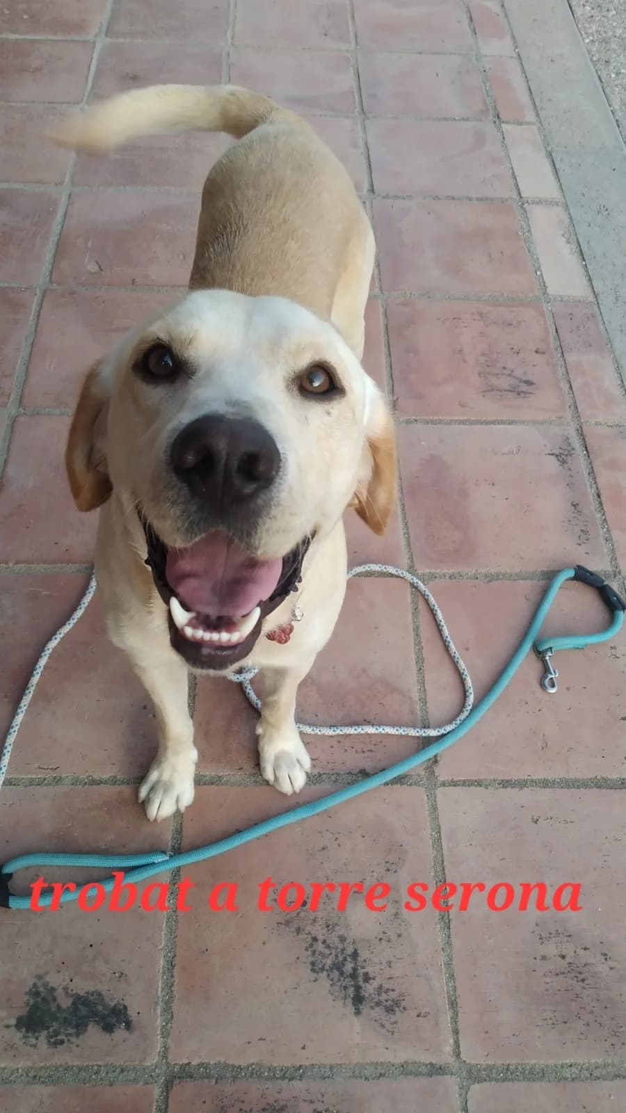 RESCATADO EN TORRESERONA, male Mixed Breed for adoption at Protectora Lydia Argilés