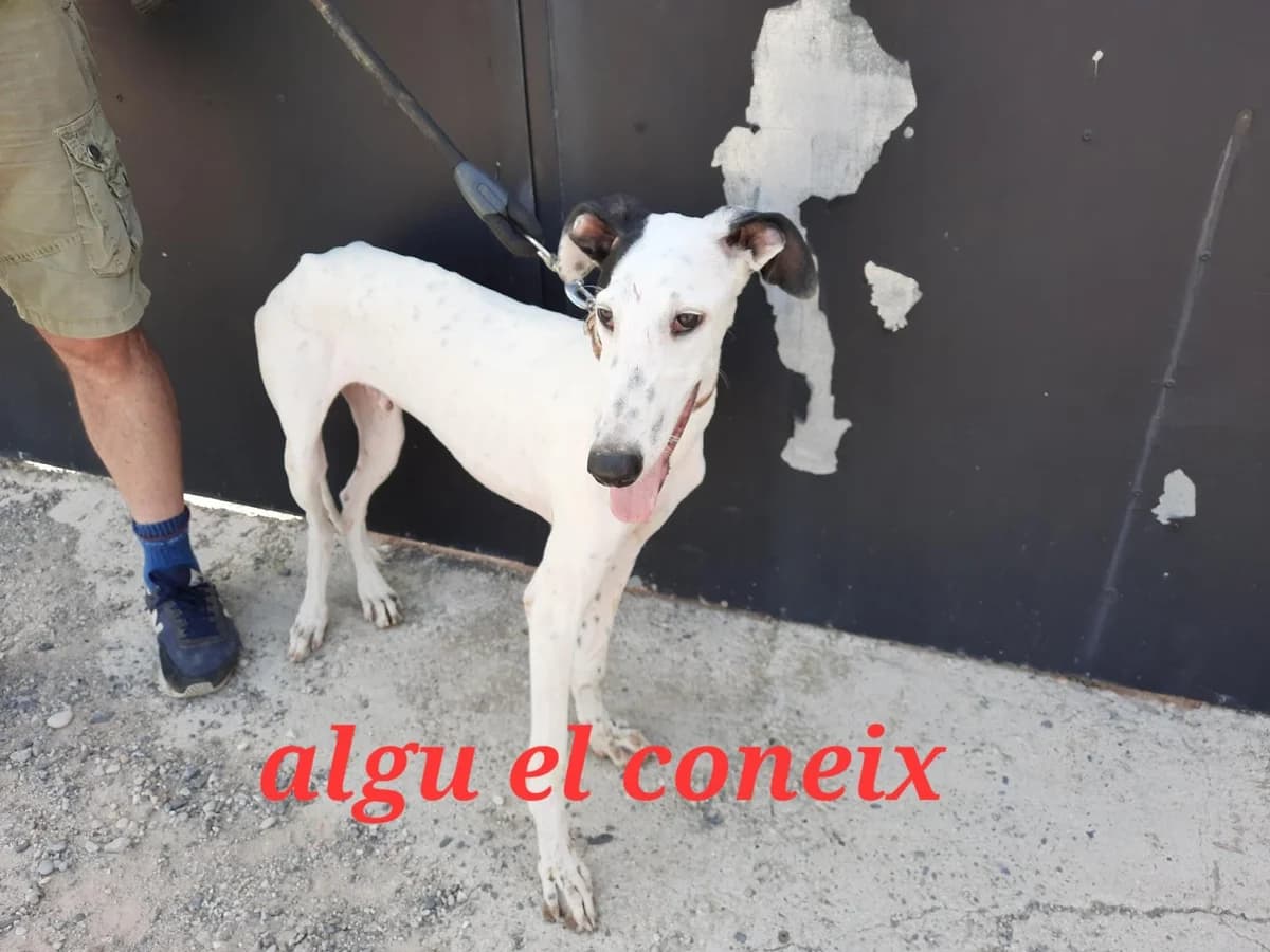 ALGUIÉN LO RECONOCE?, male puppy Mixed Breed for adoption at Protectora Lydia Argilés