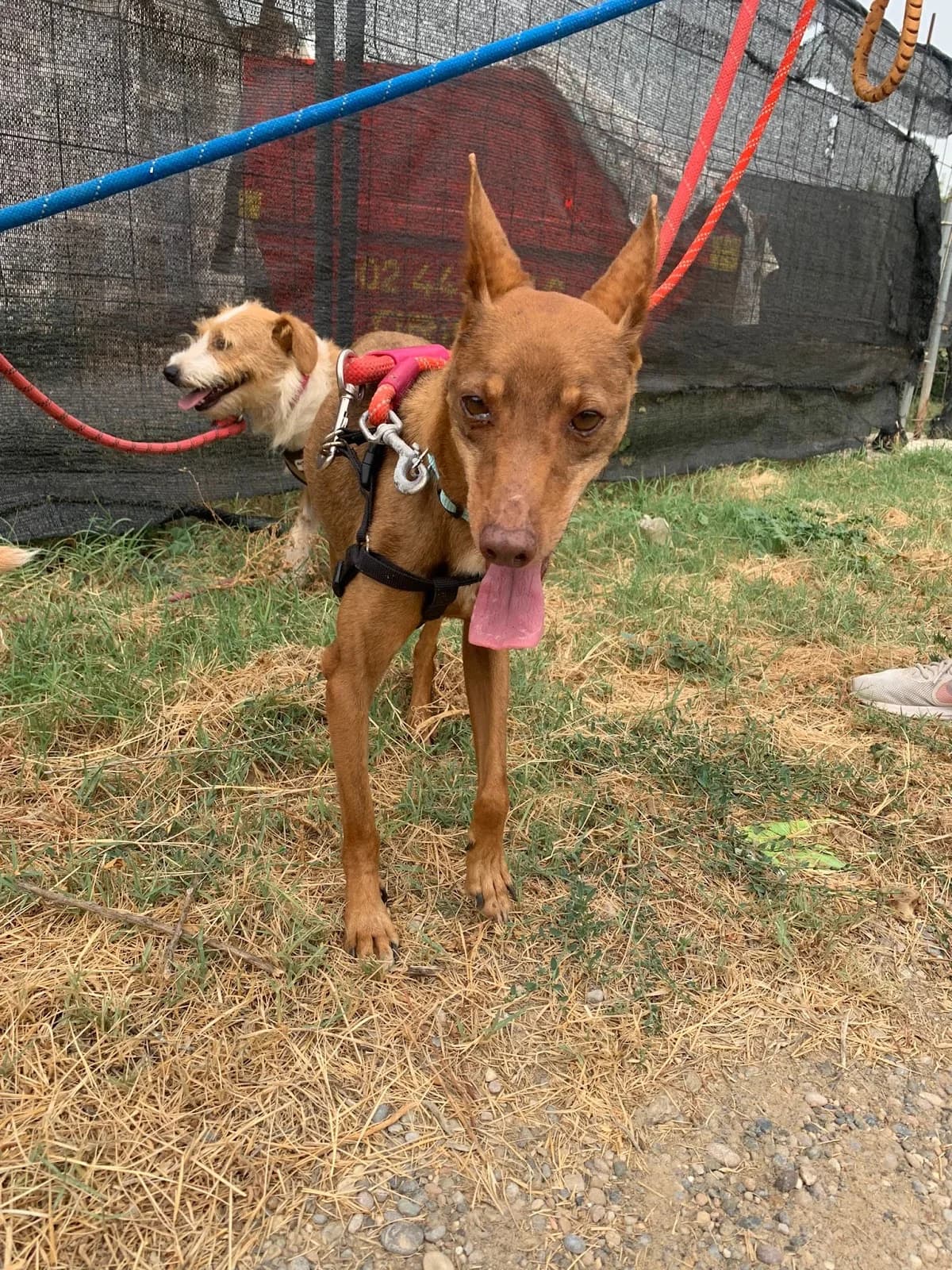 NECESITAMOS HOGARES ESPECIALES, female Mixed Breed for adoption at Protectora Lydia Argilés