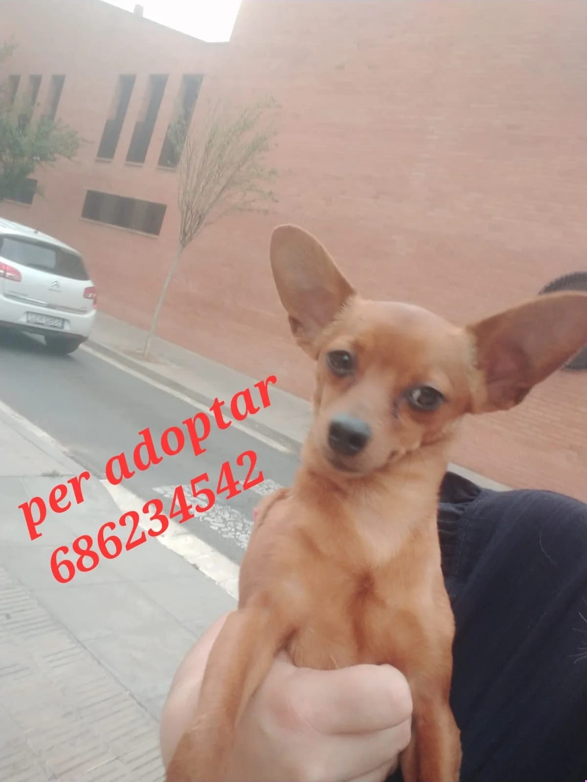 NOS GUSTARIA ENCONTRARLE UN LINDO HOGAR RESPONSABLE, Mixed Breed for adoption at Protectora Lydia Argilés