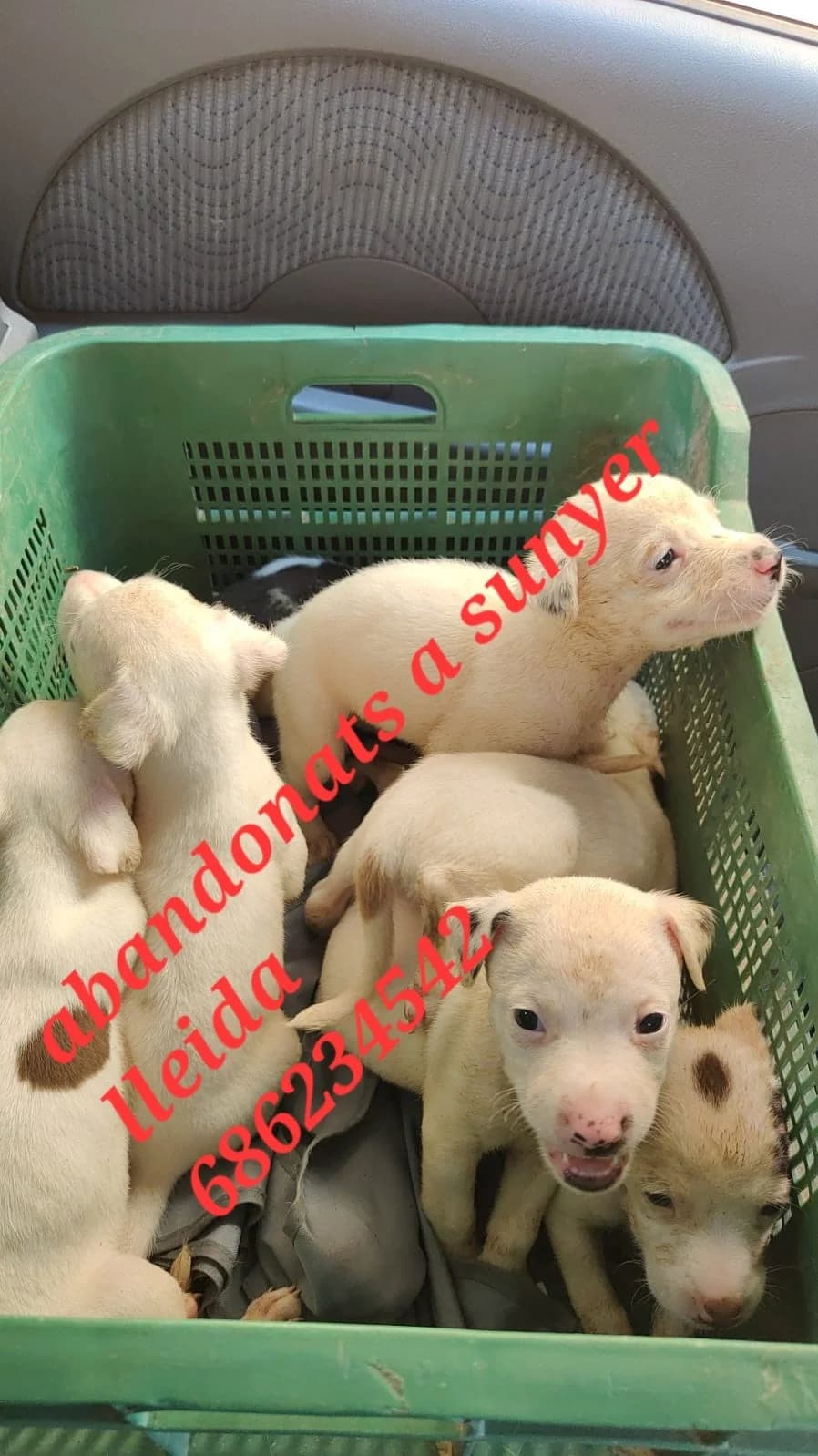 OCHO CACHORROS ABANDONADOS EN SUNYER, Mixed Breed for adoption at Protectora Lydia Argilés