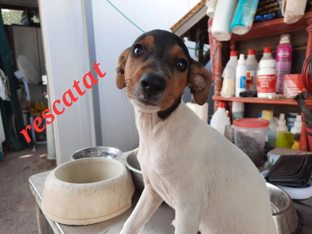 RESCATADO EN LLEIDA, male puppy Mixed Breed for adoption at Protectora Lydia Argilés