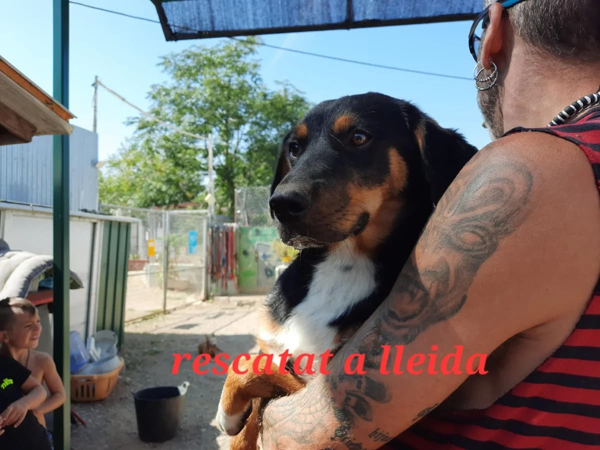 RESCATADO EN LLEIDA, Mixed Breed for adoption at Protectora Lydia Argilés