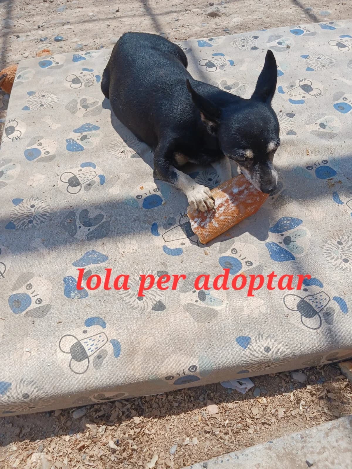 UN HOGAR PARA LOLA PORFA....., female 5yo Mixed Breed for adoption at Protectora Lydia Argilés