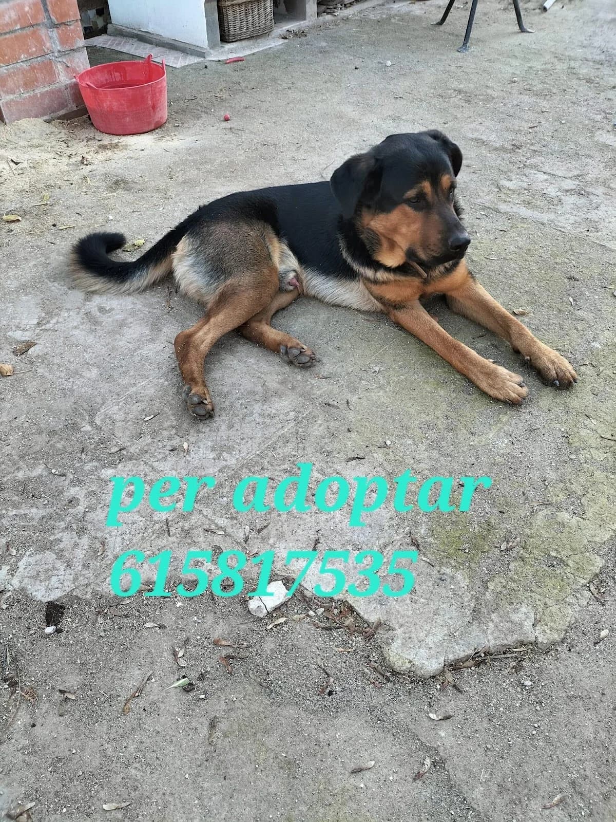 BUSCANDO HOGARES PARA ELLOS, Collie for adoption at Protectora Lydia Argilés