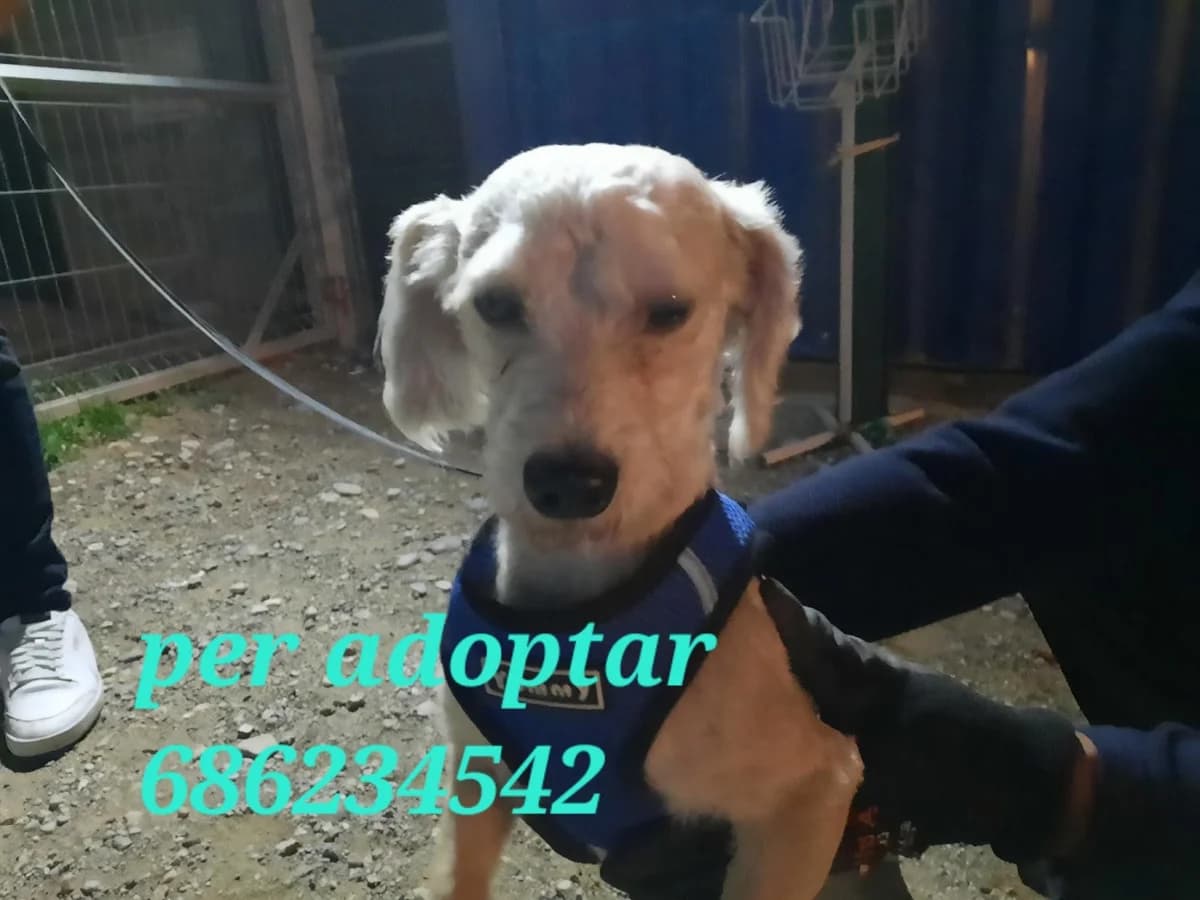 SOY CHIQUITIN, QUIERES ADOPTARME?, Poodle for adoption at Protectora Lydia Argilés