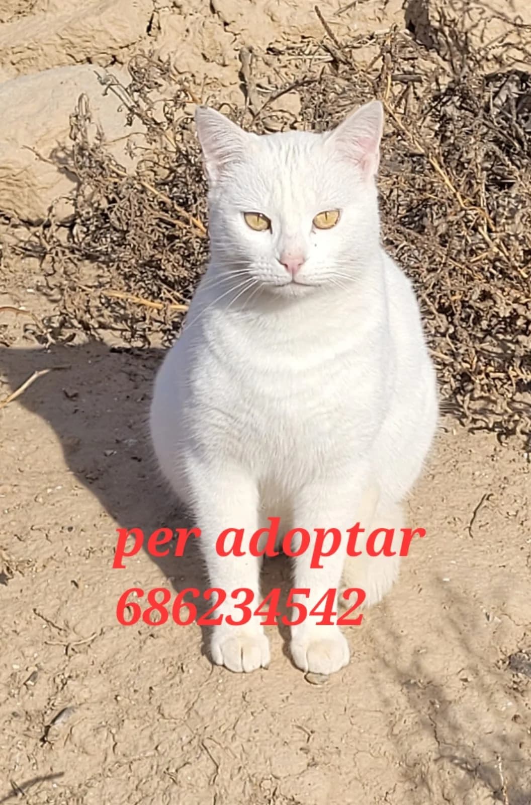 ESTA HERMOSA BOLITA BLANCA, female puppy Mixed Breed for adoption at Protectora Lydia Argilés