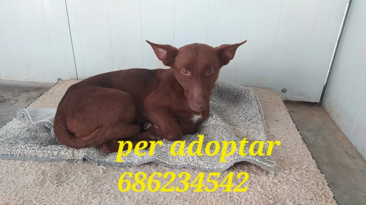 ....ES MUY SIMPATICO, Podenco for adoption at Protectora Lydia Argilés