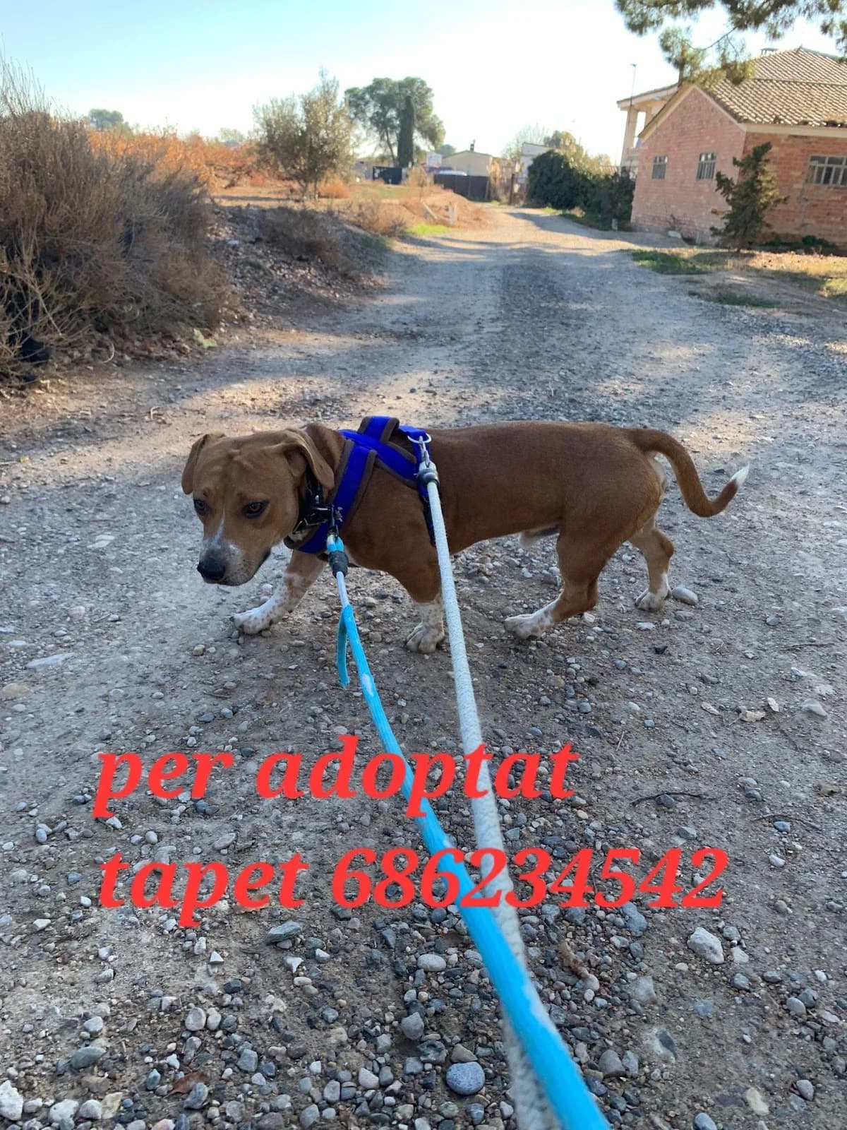 TAPET, PARA ADOPTAR, puppy Mixed Breed for adoption at Protectora Lydia Argilés