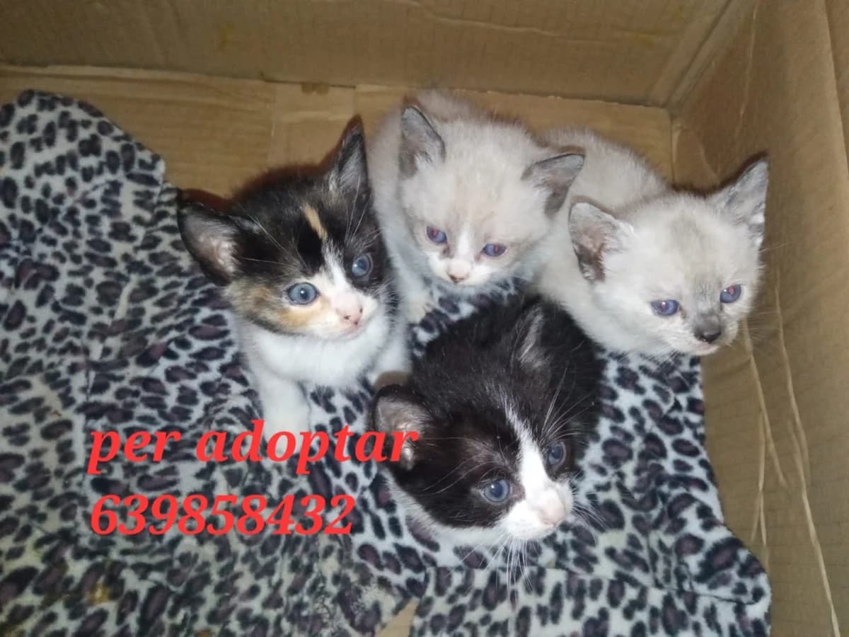URGE HOGARES RESPONSABLES, female Mixed Breed for adoption at Protectora Lydia Argilés