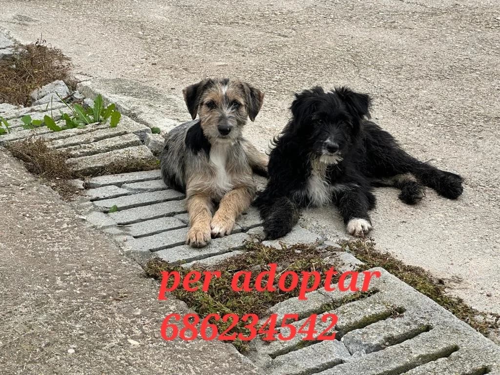 BUSCAMOS CASA PARA ESTOS BORDER COLLIE CON GOS D´ATURA, female puppy mixed breed for adoption at Protectora Lydia Argilés