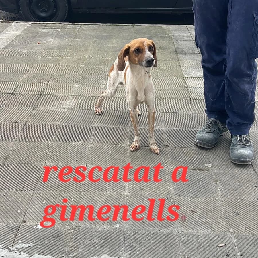 RESCATADO EN GIMENELLS, male Mixed Breed for adoption at Protectora Lydia Argilés