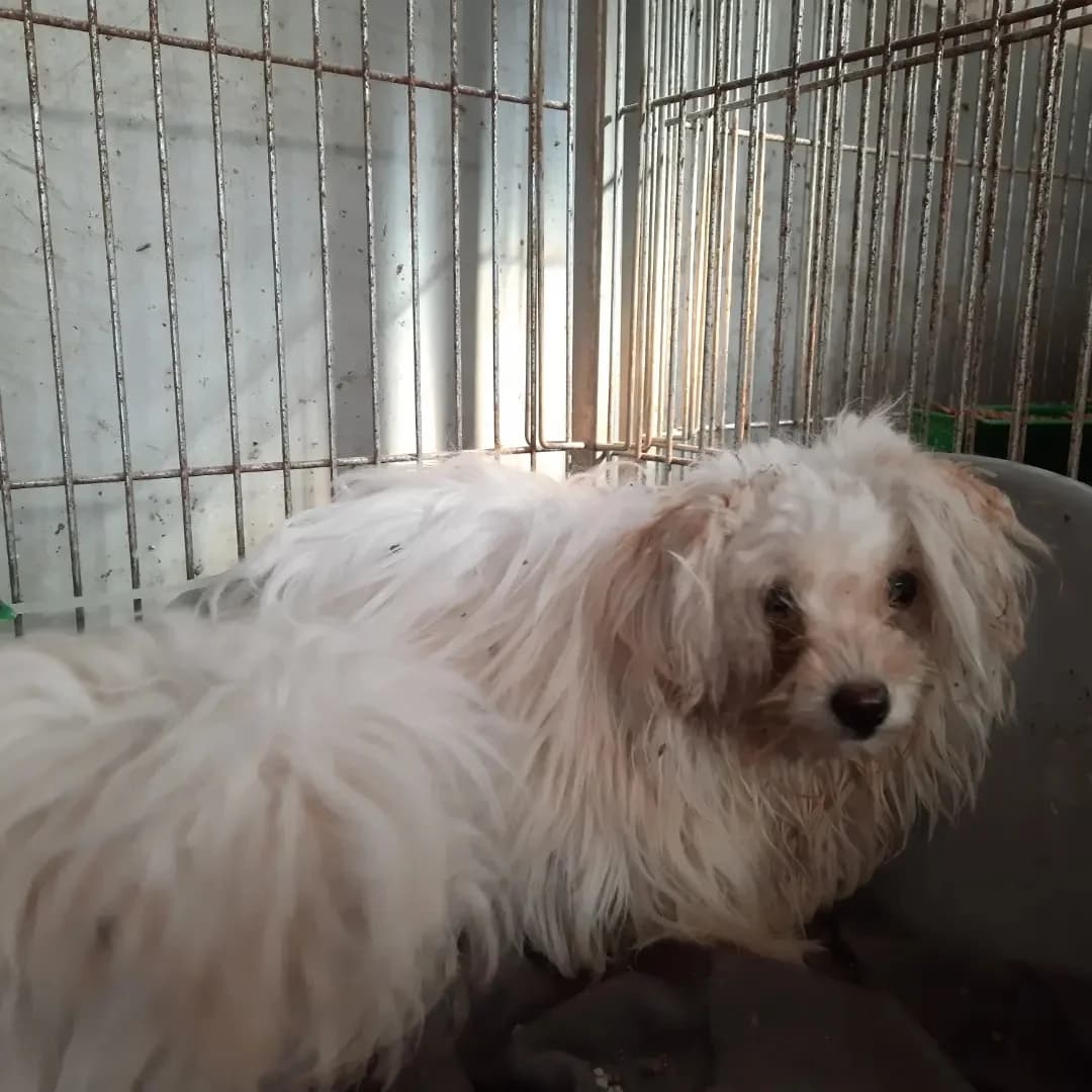 ABANDONADOS EN CERVIA, female puppy Mixed Breed for adoption at Protectora Lydia Argilés