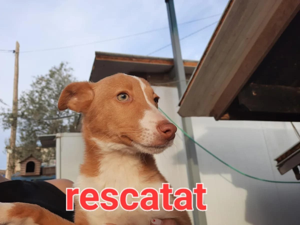 RESCATADO EN EL TARRES, Podenco for adoption at Protectora Lydia Argilés