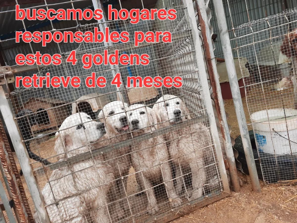 BUSCAMOS HOGARES RESPONSABLES, puppy Mixed Breed for adoption at Protectora Lydia Argilés