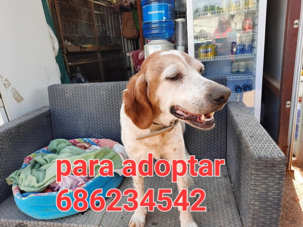BUSCAMOS UNA FAMILIA QUE LA QUIERA, female Mixed Breed for adoption at Protectora Lydia Argilés