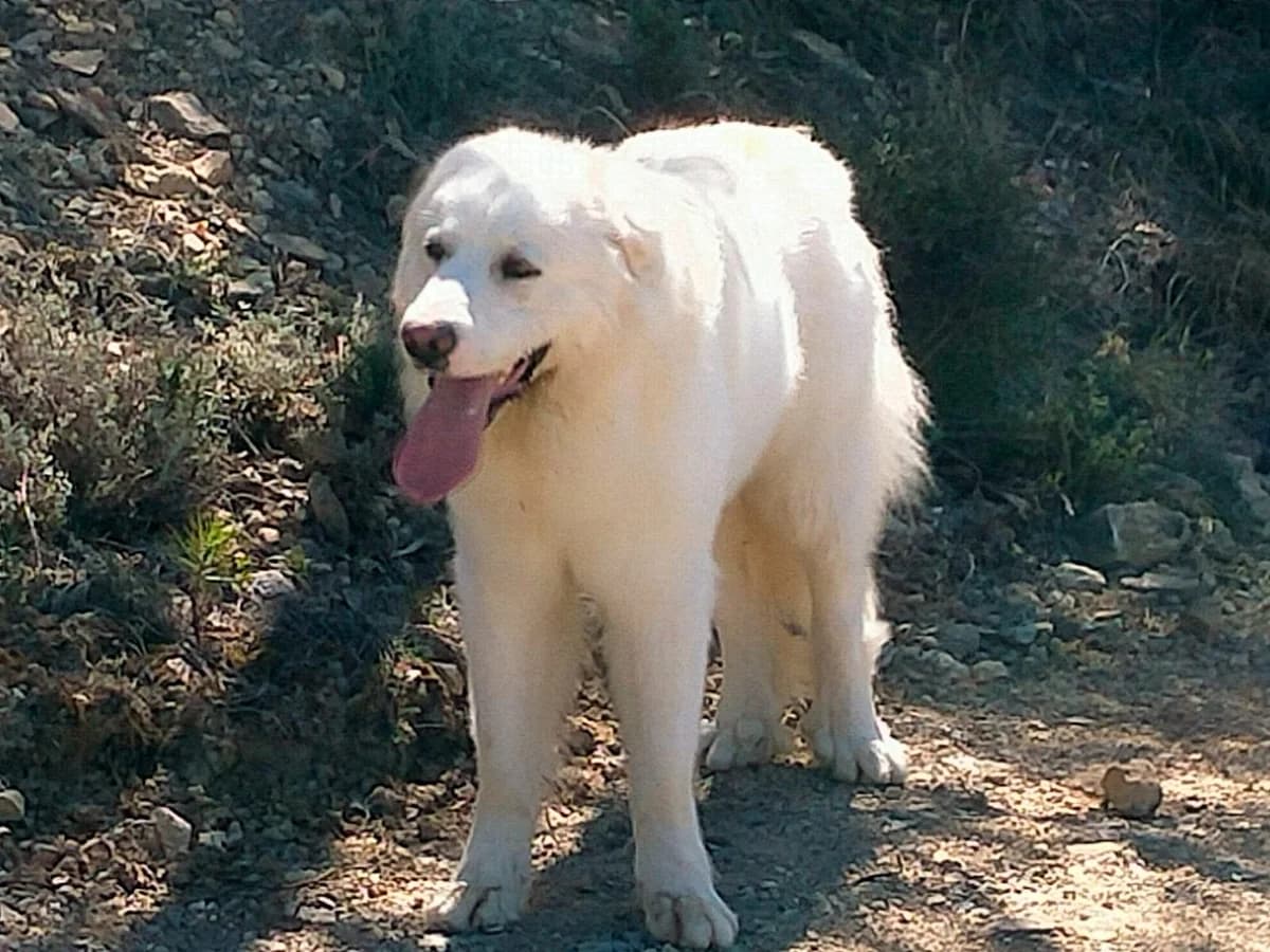 NECESITA DE UNA NUEVA FAMILIA, young Mixed Breed for adoption at Protectora Lydia Argilés