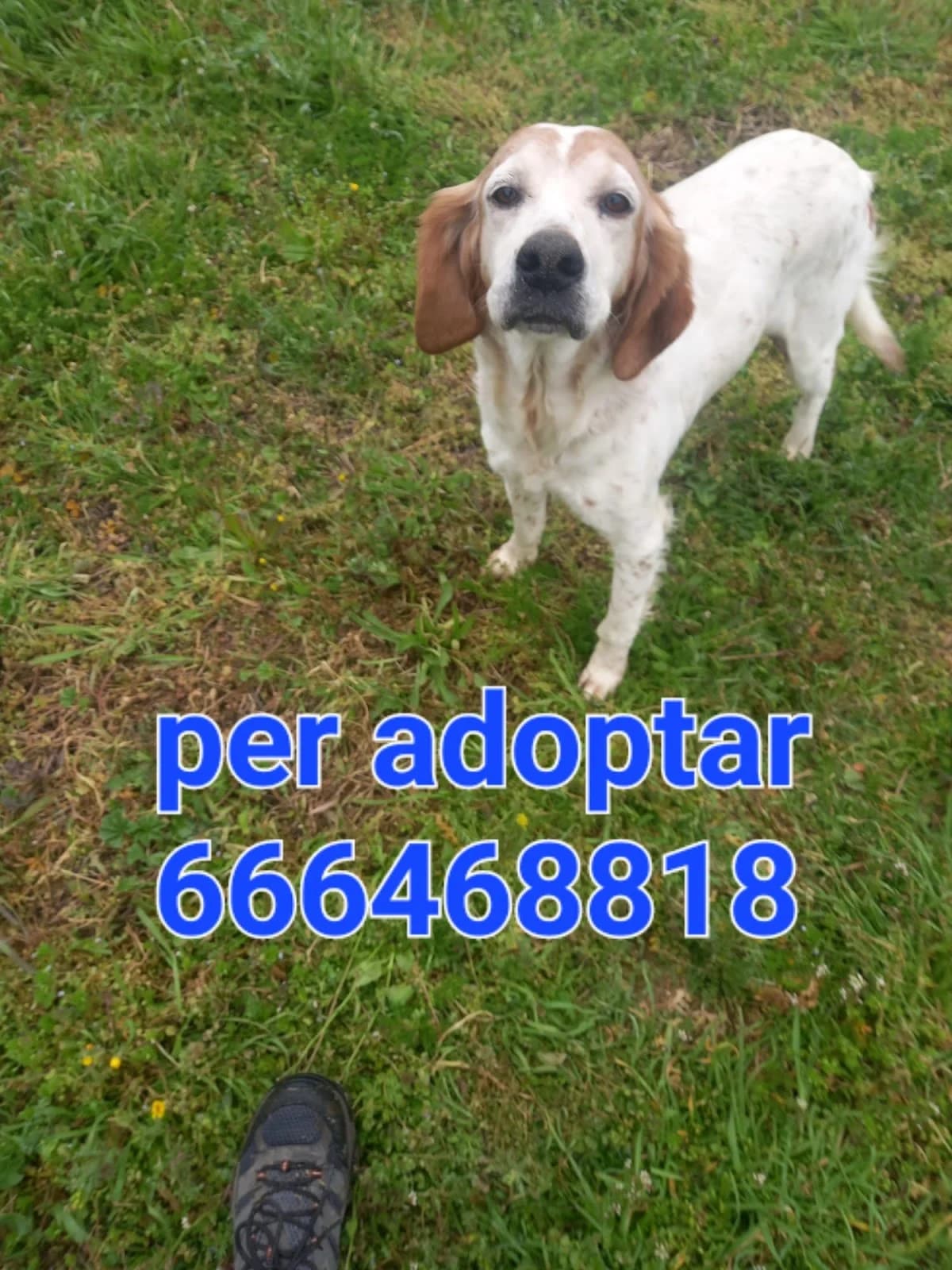SE HA QUEDADO HUERFANA, female Mixed Breed for adoption at Protectora Lydia Argilés