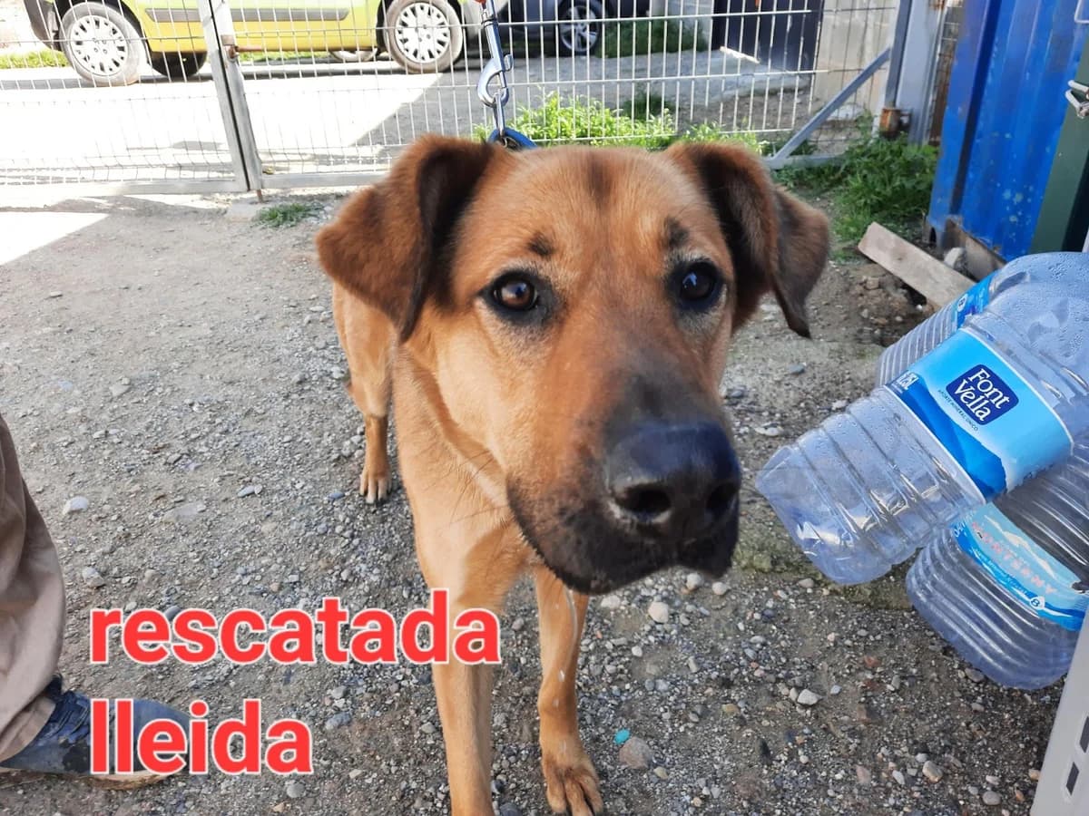 RESCATADA EN LA PTDA DE LLIVIA, LLEIDA, female Mixed Breed for adoption at Protectora Lydia Argilés