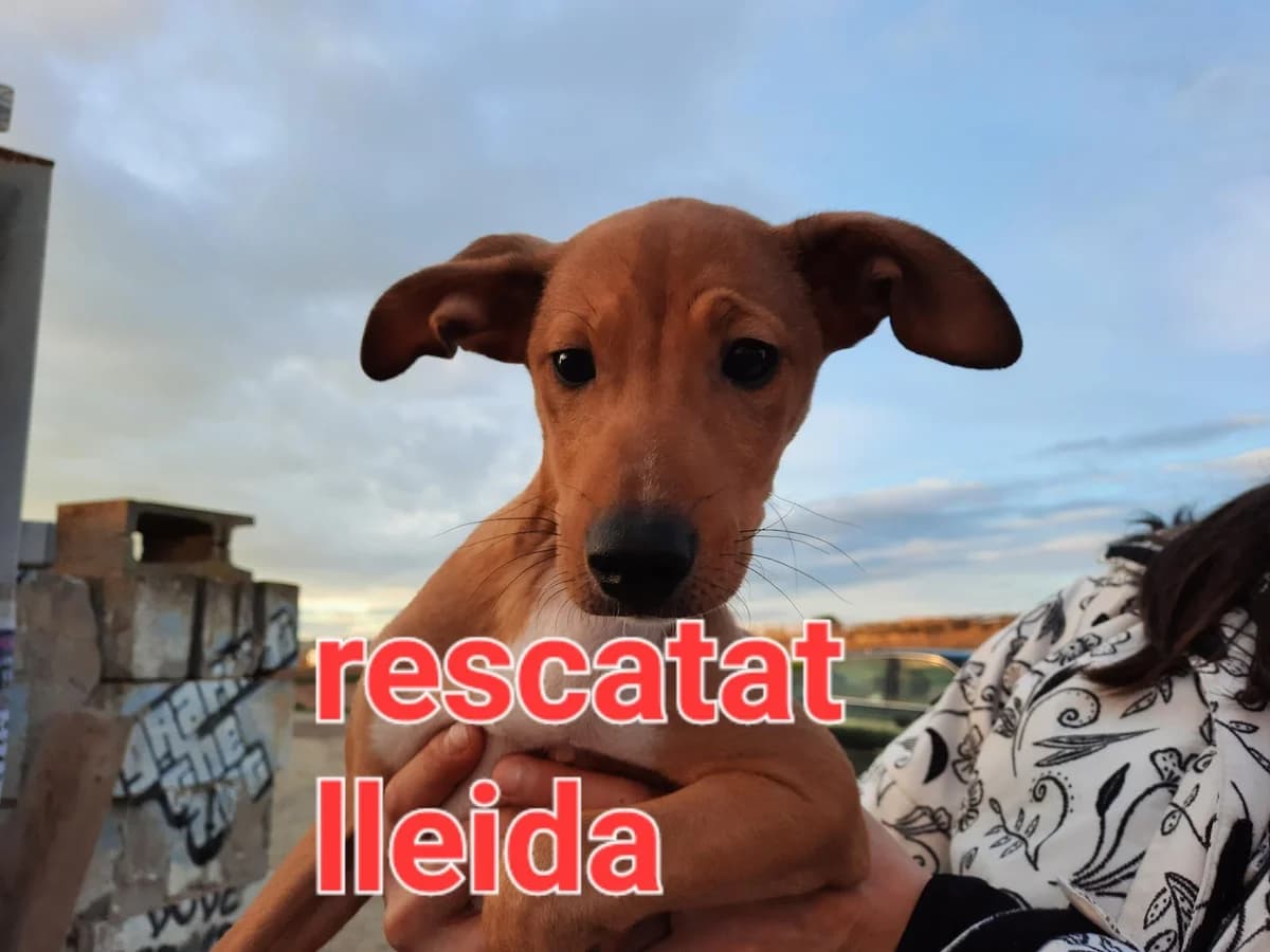 RESCATADO EN LLEIDA, Podenco for adoption at Protectora Lydia Argilés