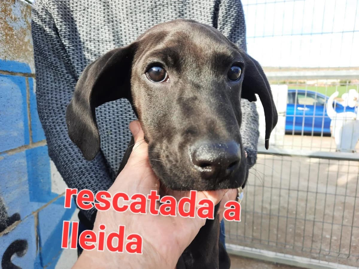 RESCATADO A LLIVIA, LLEIDA, Mixed Breed for adoption at Protectora Lydia Argilés