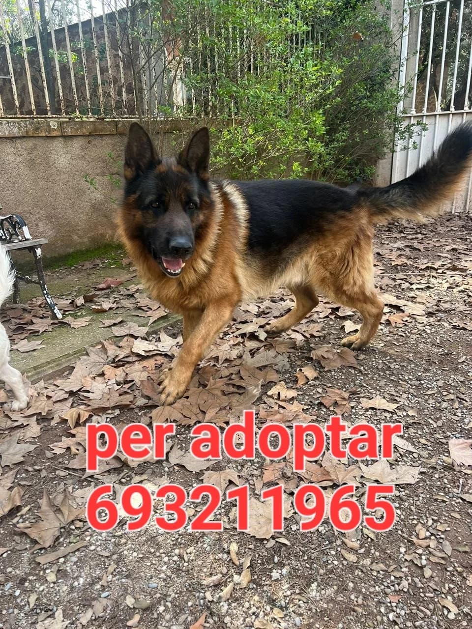 SE HA QUEDADO HUERFANO...., German Shepherd for adoption at Protectora Lydia Argilés