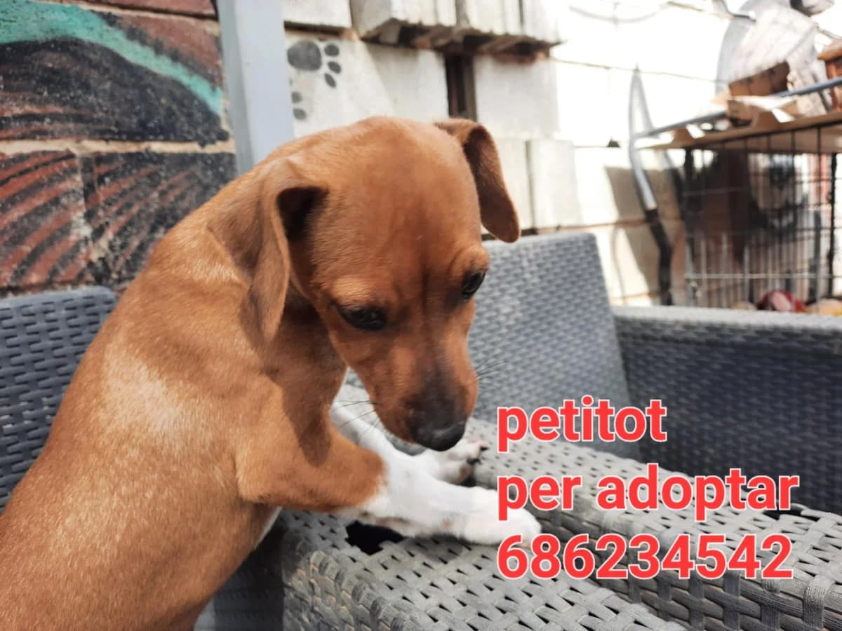 ABANDONADO EN LA PUERTA DE UNA TORRE EN LLEIDA, Mixed Breed for adoption at Protectora Lydia Argilés